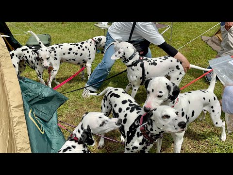 【犬イベント】北海道にいる数少ないダルメシアンが集合した結果