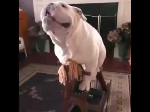 dog rocking horse