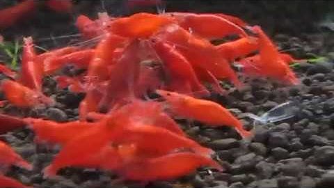 Tép cảnh Fire Red - www.phukienthuysinh.com