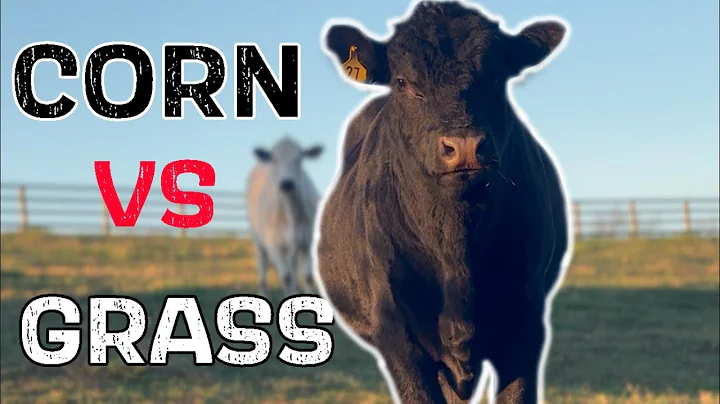 How To Feed A Beef Cow  (Corn VS Hay)