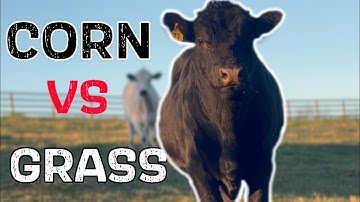 How To Feed A Beef Cow  (Corn VS Hay)
