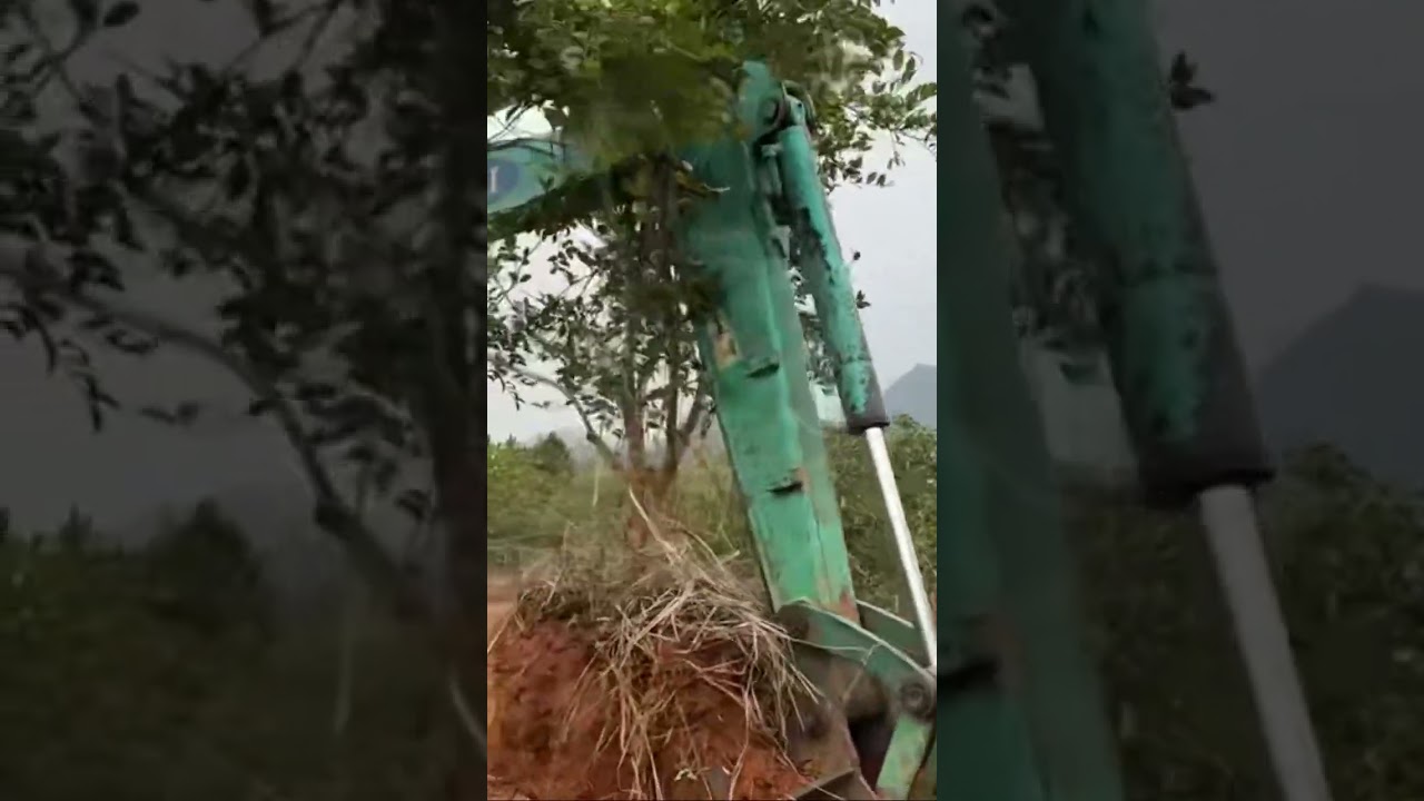 Как на плантации в Китае пересаживаем деревья. Это лучше сохранить, чем вырубить! Берегите деревья !