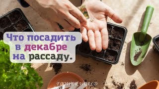 Что посадить в декабре на рассаду.🧐💐