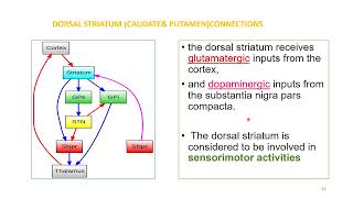 PHYSIOLOGICAL ANATOMY, NEURONAL CIRCUITS &amp; FUNCTIONS OF BASAL GANGLIA
