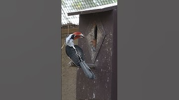 Loving Hornbill Builds Nest