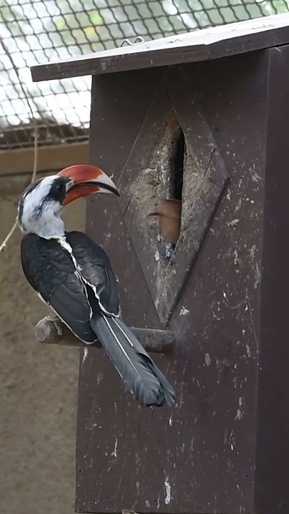 Loving Hornbill Builds Nest