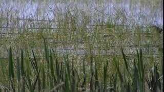 Bird Taking A Dip In The Water, Avian, Bird, Environment, Feathers, Flight, Fly, Grass, Lake, Nature