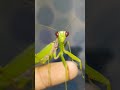 Mantis grooming like a cat #shorts #short #insects #mantis