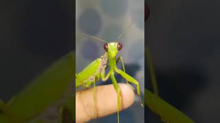 Mantis grooming like a cat #shorts #short #insects #mantis