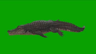 Alligators Green Screen Swimming Front-Animals-4D Rendering Animation  4K I