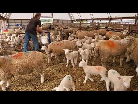 Sheep Farming: The Fall Lambs