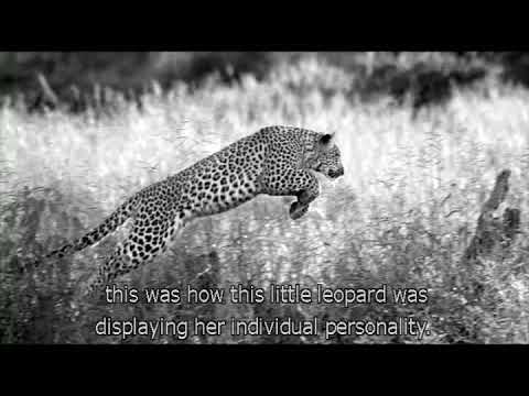 TED Talk 03 - Life lessons from big cats - YouTube