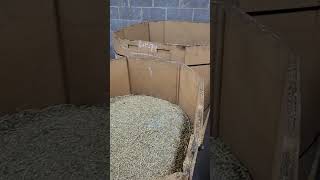 How we sort brass! #Scrap-Life #recycle #recycling #business #smallbusiness #copper #brass #metal