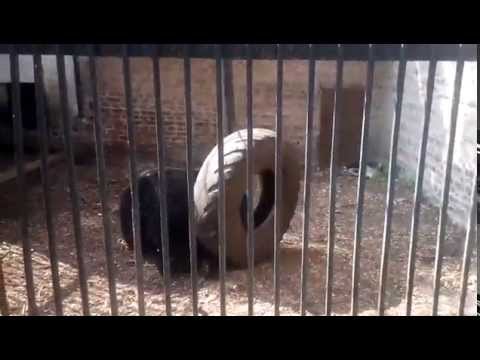 Прикол медведь играет с покрышкой зоопарк Черкассы