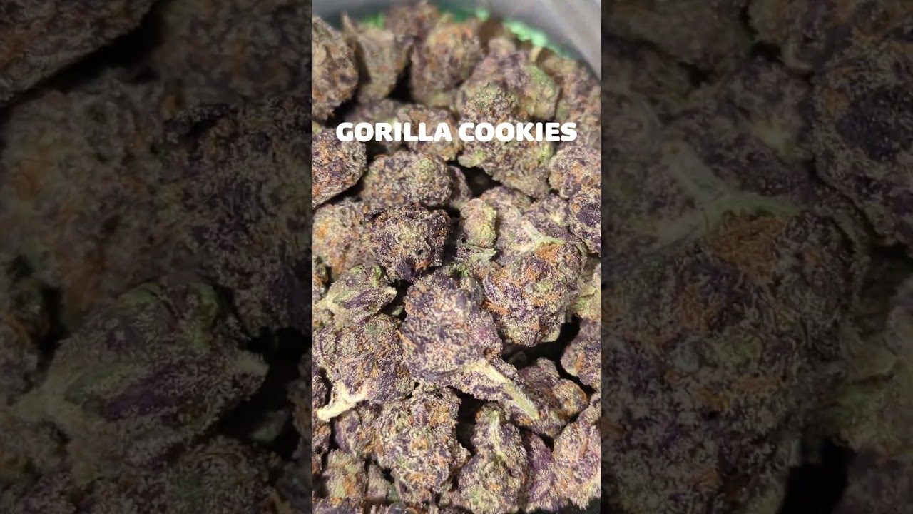 WNC- Gorilla Cookies 