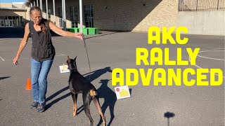 AKC Rally Advance Explained and Demonstrated