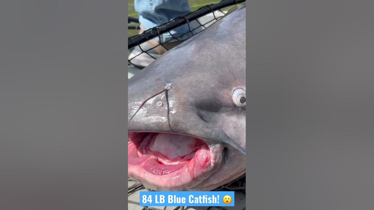 84 LB Behemoth Blue Catfish! #shorts #catfishing #fishing 