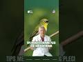 Penyebab Burung Pleci Tiba-tiba Lumpuh: Mitos atau Fakta Medis?