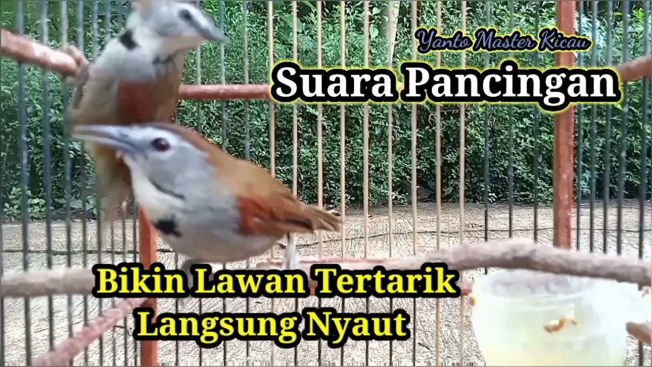 BURUNG TEPUS PIPI PERAK JANTAN BETINA GACOR