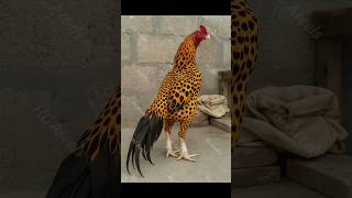 Leopard Aseel Murga Video Ai