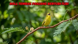 PANCINGAN PLECI ROLL TEMBAK PANJANG BIKIN LAWAN IKUT NEMBAK DAN BUKA PARUH