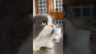 Pov Oreo The Cat Visits The Grooming Spa