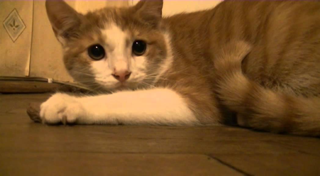 Kot warczy na jedzenie i kamerzystę - YouTube