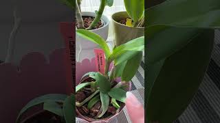 Well I jinxed it.. π #orchidculture #orchidcare #plants #orchids
Well I jinxed it.. π #orchidculture #orchidcare #plants #orchids Well I jinxed it.. π #orchidculture #orchidcare #plants #orchids