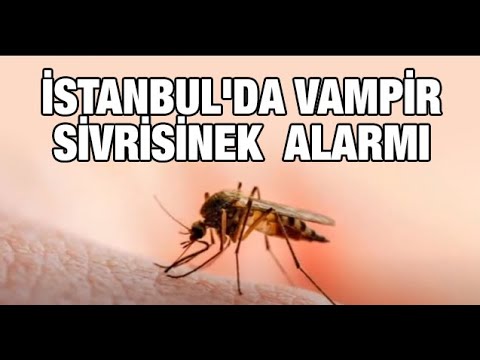 istanbul da vampir sivrisinek alarmi youtube