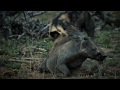 Painted Wolf/Wild Dog take a Warthog NOT FOR SENSITIVE VIEWERS