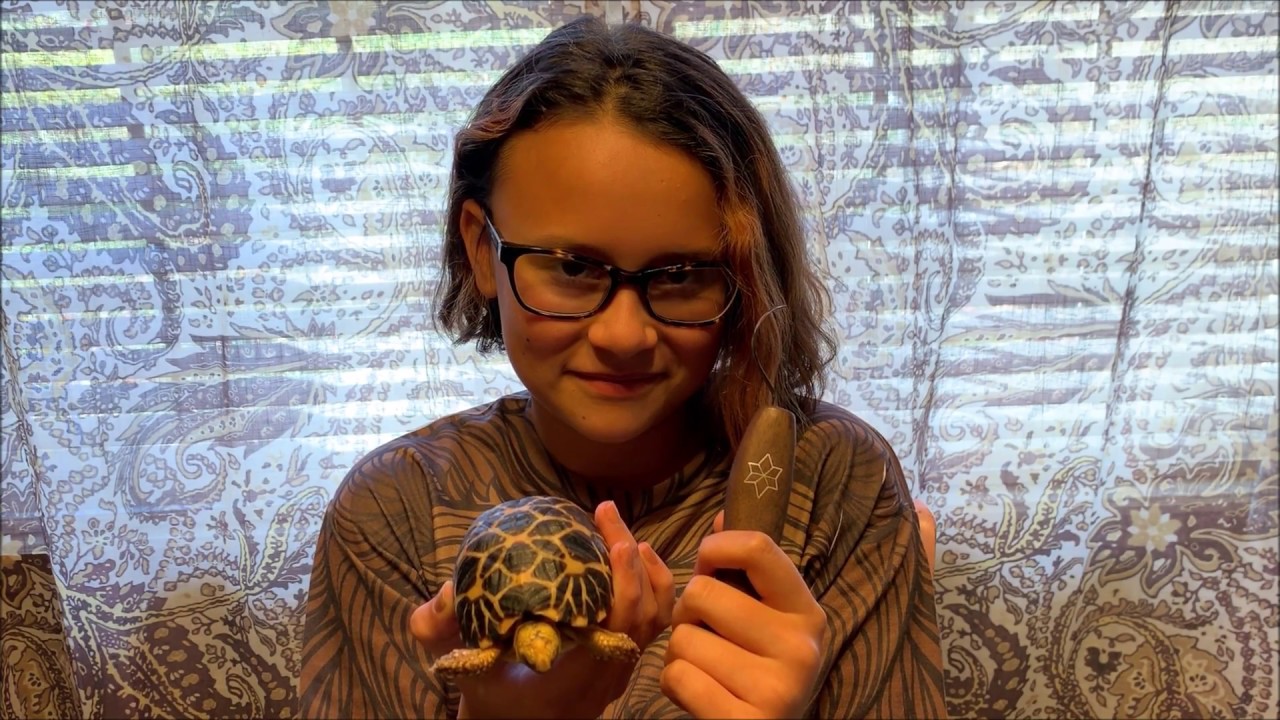 Burmese Star Tortoise Care (& Tortoise Conservation Knifemaking Project