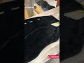 Suzuki Swift Dashboard Carpet Velvet Black   Model 2022 2023