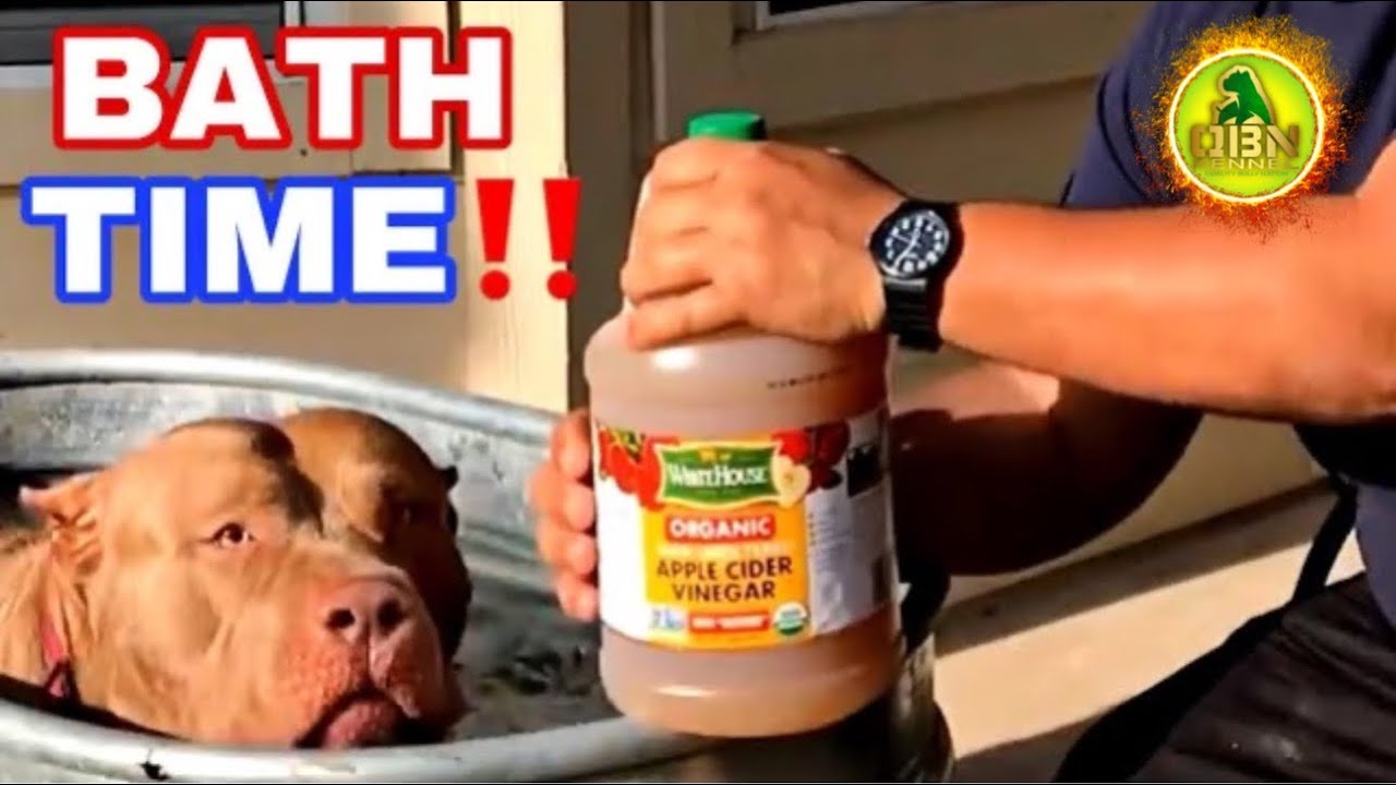 can you give a dog apple cider vinegar