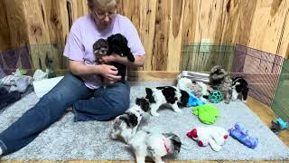 Siri's Schnoodle puppies April 17, 2024