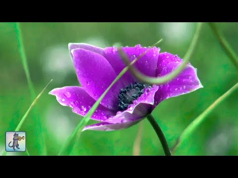Beautiful Flowers・Planet Earth Amazing Nature Scenery・3 HOURS・Best Relax Music・1080p HD