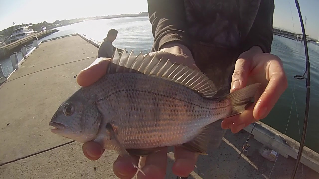 Bream Fishing In Geelong YouTube
