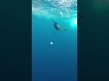 Underwater With A SAILFISH! #Shorts
