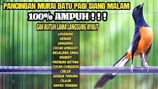 PANCINGAN MURAI BATU DI PAGI HARI TEMBAKAN MEWAH AMPUH BUAT MEMANCING MURAI BATU AGAR BONGKAR ISIAN