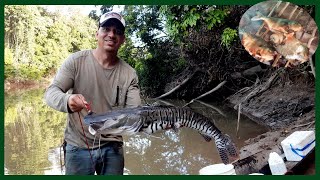 Pesca De Bagre Rayado Pesca Y Cocina En Colombia
