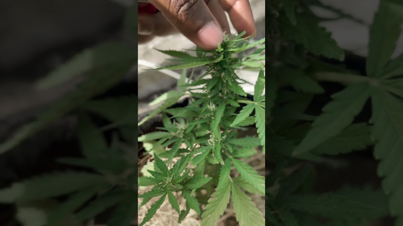 Northern Light Auto Full Flowering Cannabis