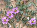 Fagonia  cretica #medicinalplants #anticancer #viral #dhamasa