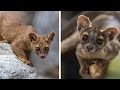 🐾 Fossa — Madagascar’s sneakiest predator!