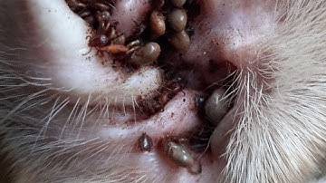 How to remove ticks form dog || Tick removal from dog #78