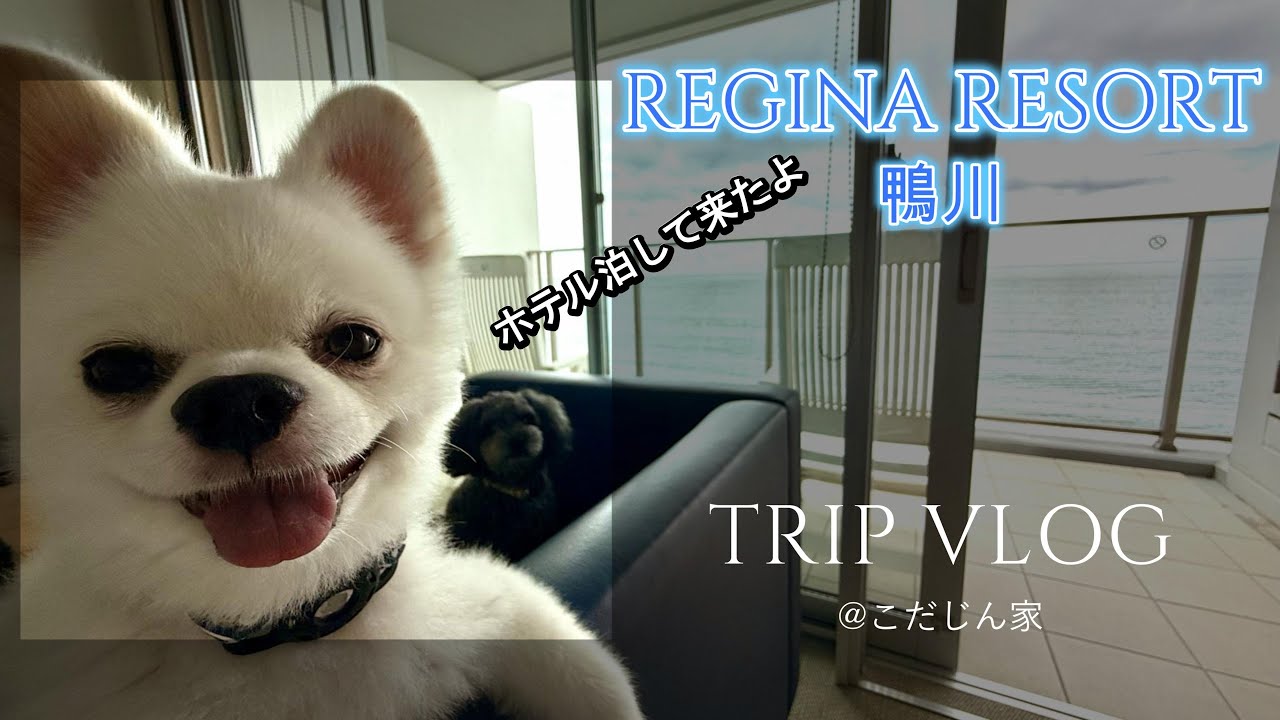 【犬旅】レジーナリゾート鴨川で３兄弟(犬)と久しぶりのホテル泊