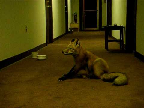 Fox Scratching
