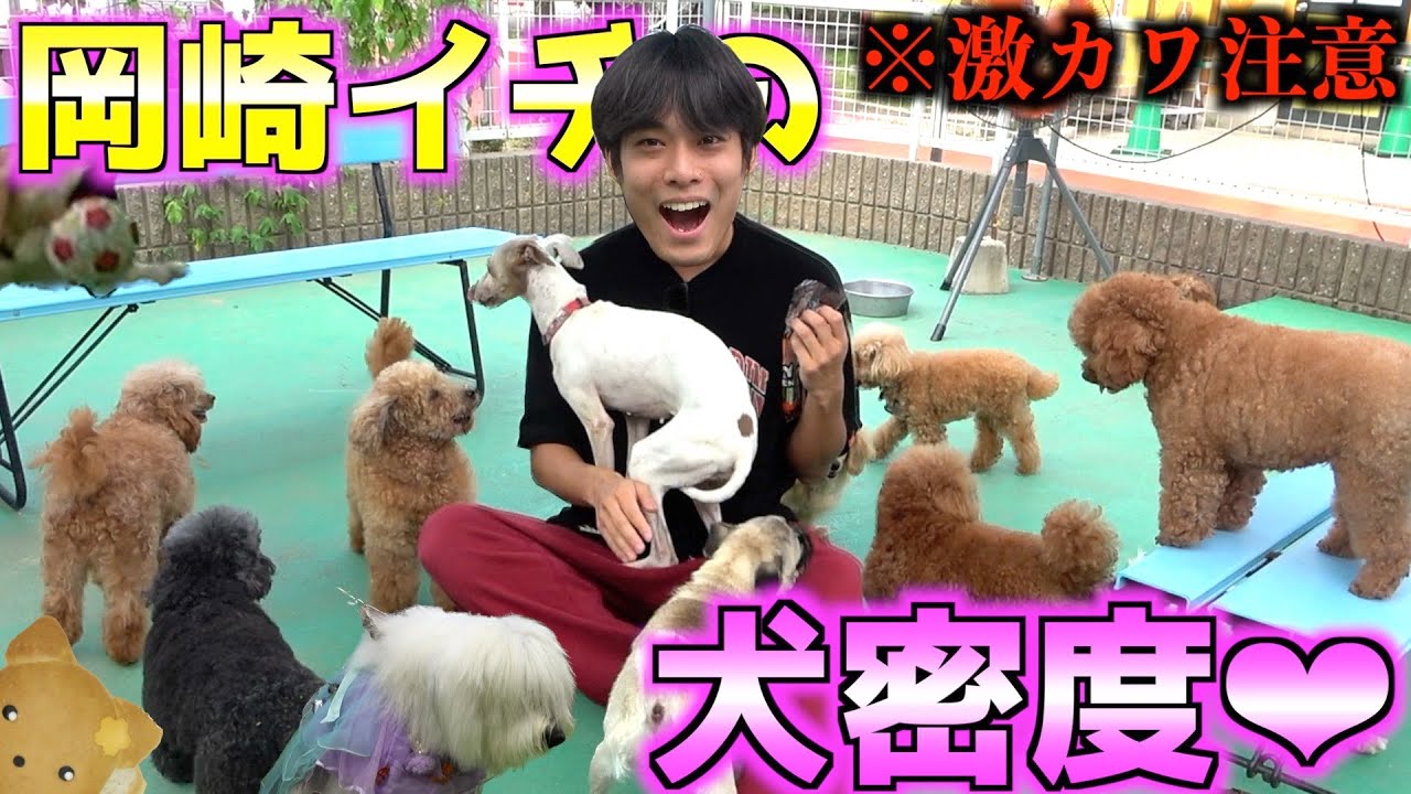 わんわん犬 Bliss] Okazaki's zoo with 240 dogs is the best hidden gem lol