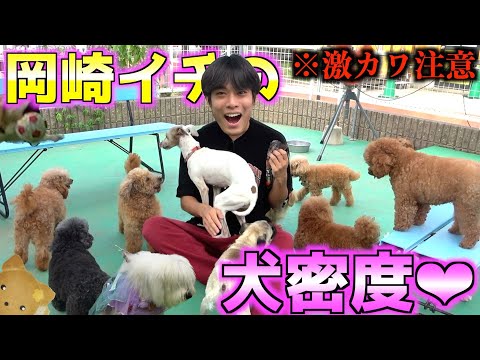 犬園 Petselect by Nihonikuji 公式オンラインショップペットセレクト
