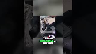 ENCUENTRAN A UNA ENORME SERPIENTE DENTRO DE UNA MOTO