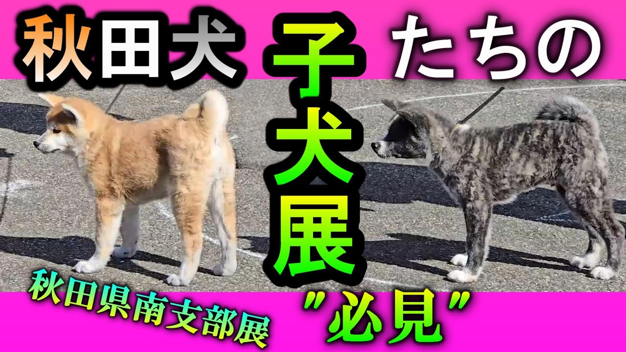 秋田犬と子犬 秋田犬保存会【秋田犬たち】秋田県南支部展覧会編 2024年10月20日(日)撮影 仔犬供覧や福来くん,陸奥くん,蓮ちゃんたちの結果は？ #秋田犬 #秋田犬子犬 #秋田犬保存会