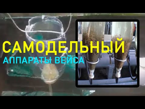 Video: Yuav Ua Li Cas Six Mus Rau Pickle Carp Caviar